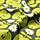 Soft Shell Jacket Swallowtail Promenade, apple stamp art, Jackets & Coats, Green